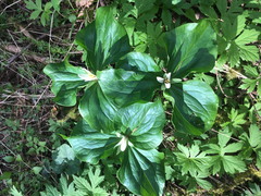 Trillium albidum
