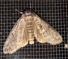 Discophlebia celaena