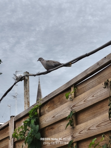 Eurasian Collared-Dove