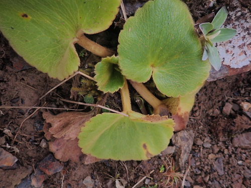 Ranunculus insignis, photograph 1