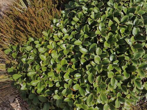 Macrolearia colensoi, photograph 3