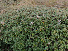 Brachyglottis elaeagnifolia, photograph (c) Jacob Littlejohn, some rights reserved (CC BY-SA)