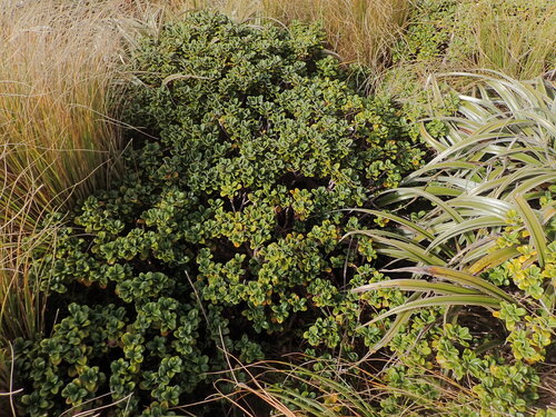 Brachyglottis bidwillii, photograph 1