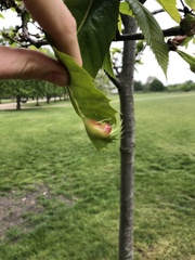 Dryocosmus kuriphilus