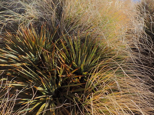 Aciphylla colensoi, 2026-05-30