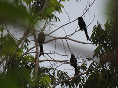 Dicrurus macrocercus