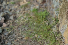 Sophora longicarinata