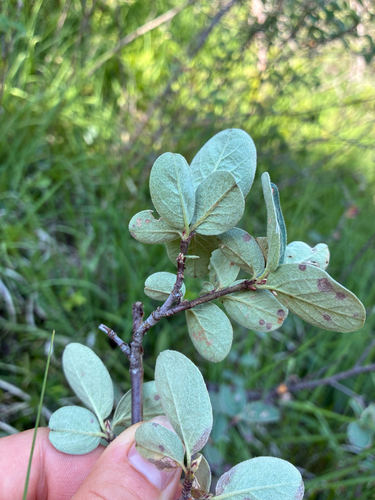 Cotoneaster tomentosus, photograph 3
