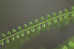 Sophora longicarinata, photograph (c) Christopher Stephens, some rights reserved (CC BY-SA)