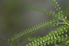 Sophora longicarinata, photograph (c) Christopher Stephens, some rights reserved (CC BY-SA)