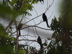 Dicrurus macrocercus