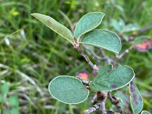 Cotoneaster tomentosus, photograph 2