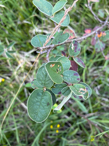 Cotoneaster tomentosus, photograph 4