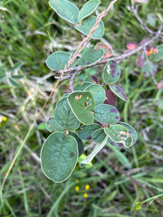 Cotoneaster tomentosus, photograph author not stated, no rights reserved