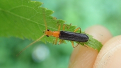 Fissocantharis