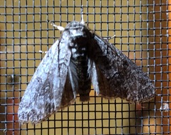 Discophlebia celaena