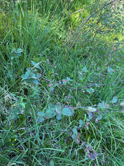 Cotoneaster tomentosus, photograph author not stated, no rights reserved
