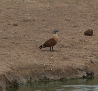 iNaturalist: (c) podani, some rights reserved (CC BY-NC) iNaturalist image