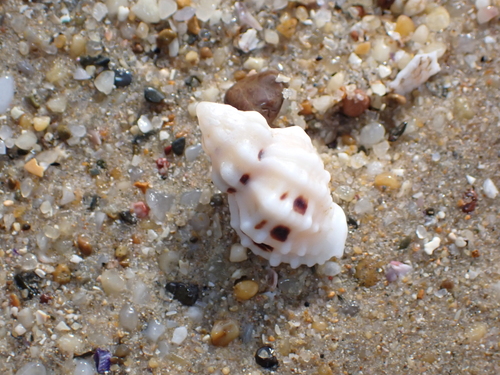Pascula ochrostoma observed 2026-06-27