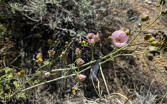 Sphaeralcea ambigua rosacea