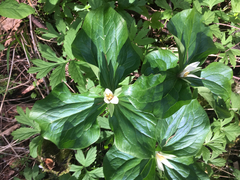 Trillium albidum