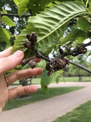 Dryocosmus kuriphilus