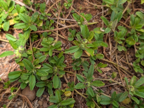 Sida ciliaris observed 2026-06-24