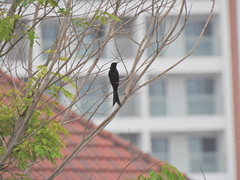 Dicrurus macrocercus