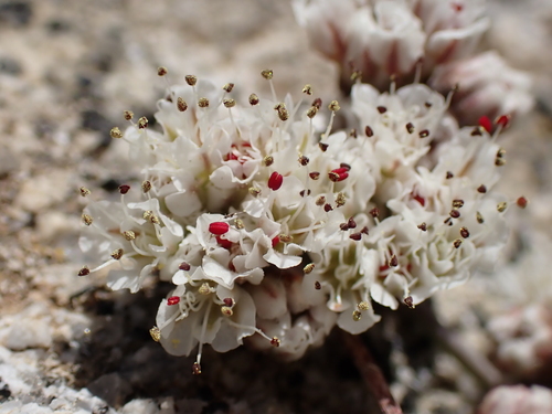 Eriogonum breedlovei var. shevockii
