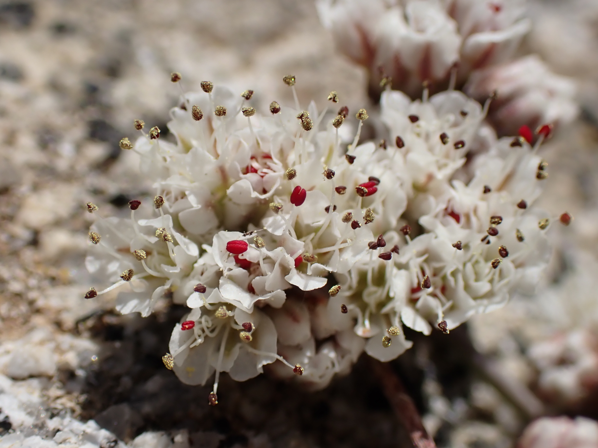 Eriogonum breedlovei var. shevockii