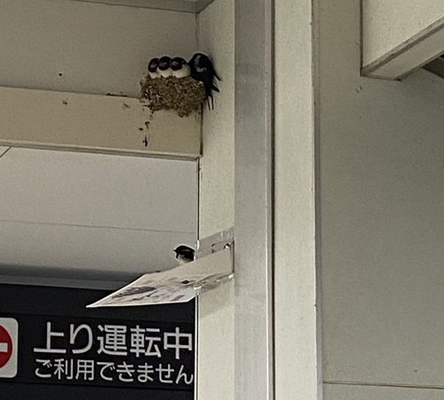 Barn Swallow