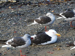 Larus dominicanus