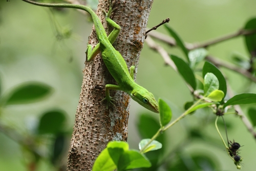 Anolis carolinensis observed 2026-06-24