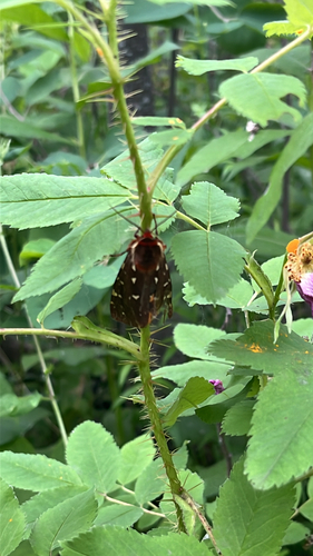 St. Lawrence Tiger Moth