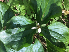 Trillium albidum