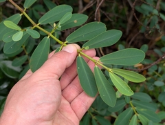 Euphorbia celastroides, photograph author not stated, no rights reserved