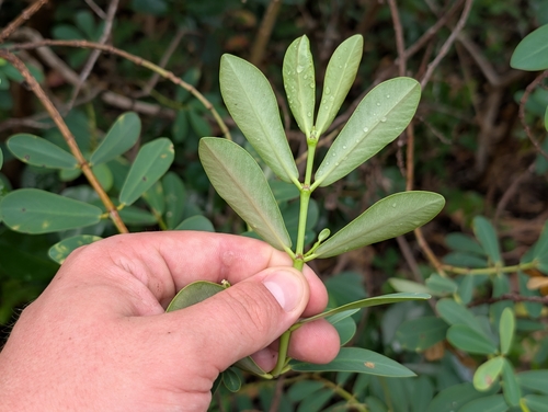 Euphorbia celastroides, photograph 2