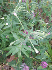 Epilobium lanceolatum