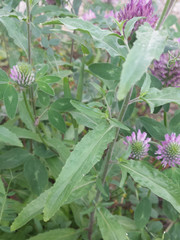 Epilobium lanceolatum