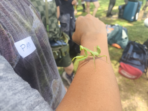 Giant Asian Mantis