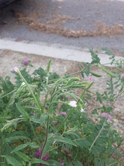 Epilobium lanceolatum