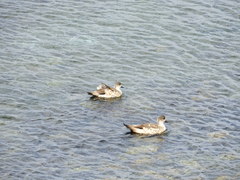 Lophonetta specularioides