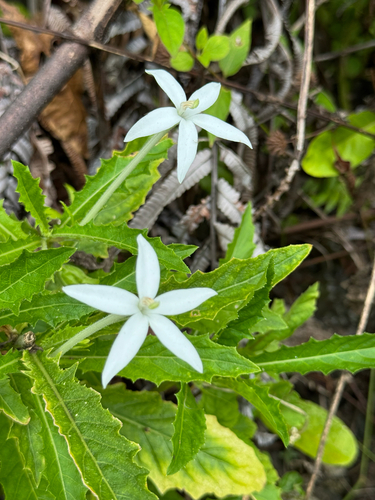 Hippobroma longiflora