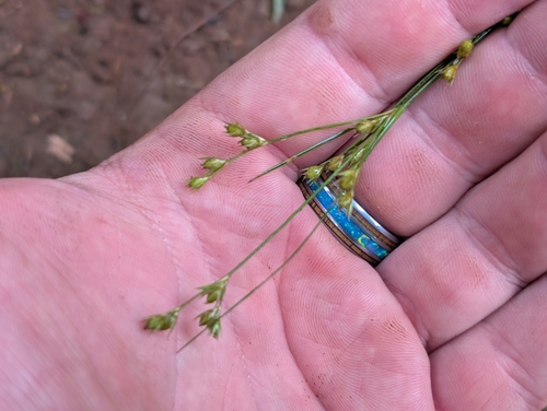 Juncus tenuis observed 2026-06-25