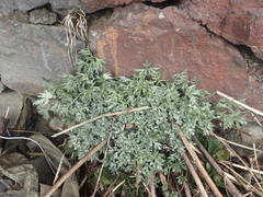 Artemisia vulgaris kamtschatica