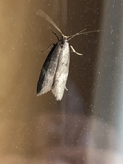 Wockia asperipunctella