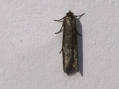 Wockia asperipunctella