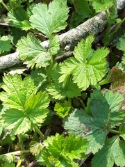 Potentilla chrysantha