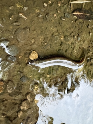 Oriental Weatherfish