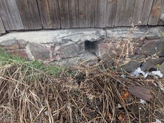 Artemisia vulgaris kamtschatica